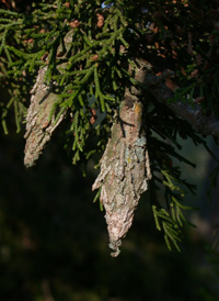 Evergreen Bagworm